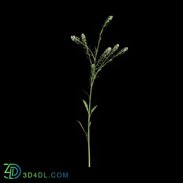 VizPark Real Grass Lepidium viginicum v5