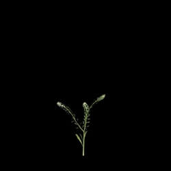 VizPark Real Grass Lepidium viginicum v6 