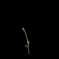 VizPark Real Grass Lepidium viginicum v7 