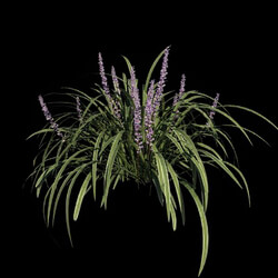 VizPark Real Grass Liriope variegata v1 