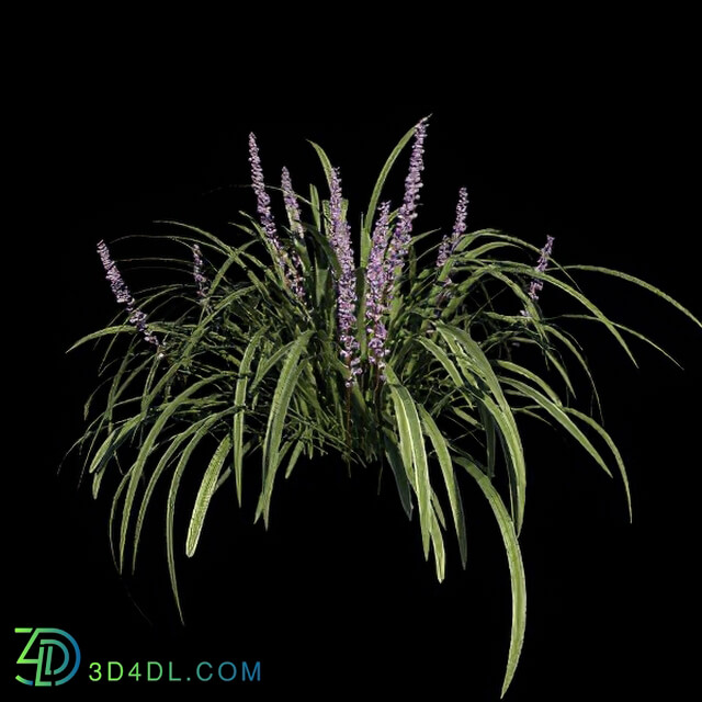 VizPark Real Grass Liriope variegata v1