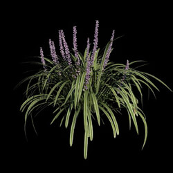 VizPark Real Grass Liriope variegata v2 