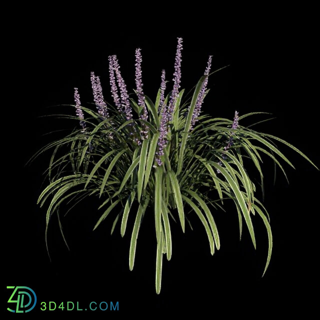 VizPark Real Grass Liriope variegata v2