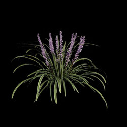 VizPark Real Grass Liriope variegata v3 