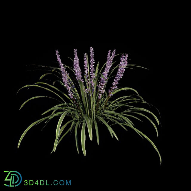 VizPark Real Grass Liriope variegata v3