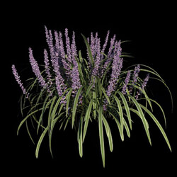 VizPark Real Grass Liriope variegata v4 