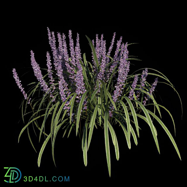 VizPark Real Grass Liriope variegata v4