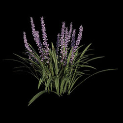 VizPark Real Grass Liriope variegata v5 
