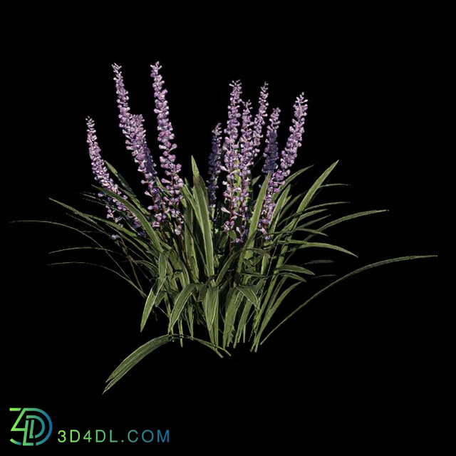 VizPark Real Grass Liriope variegata v5