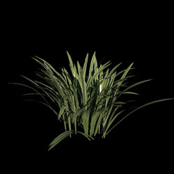 VizPark Real Grass Liriope variegata v6 