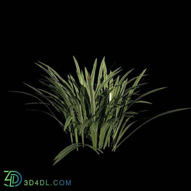 VizPark Real Grass Liriope variegata v6