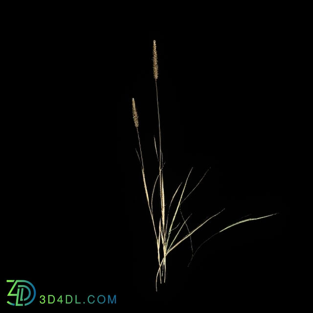 VizPark Real Grass Phleum pratense v4