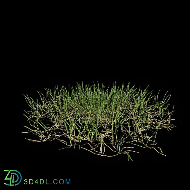 VizPark Real Grass Poa pratensis v1