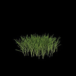 VizPark Real Grass Poa pratensis v4 