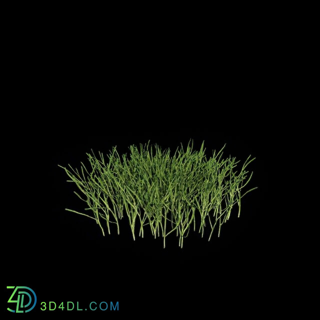 VizPark Real Grass Poa pratensis v4