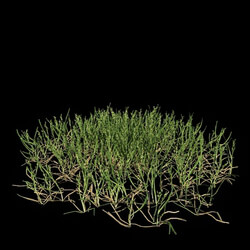 VizPark Real Grass Poa pratensis v5 