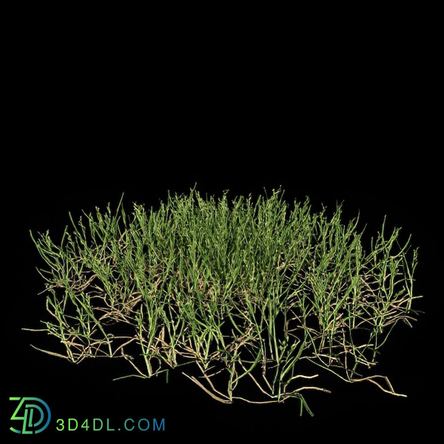 VizPark Real Grass Poa pratensis v5