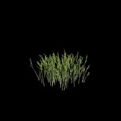 VizPark Real Grass Poa pratensis v6 