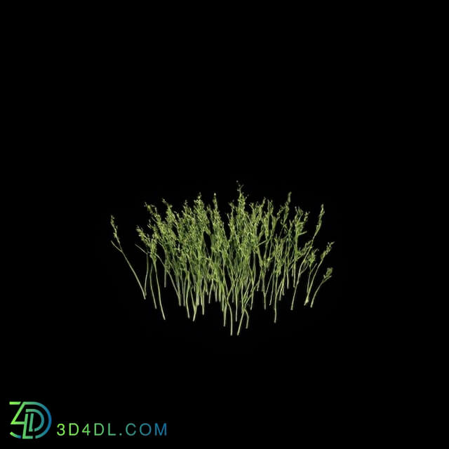 VizPark Real Grass Poa pratensis v6