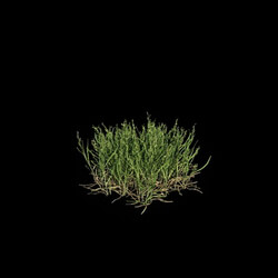 VizPark Real Grass Poa pratensis v8 