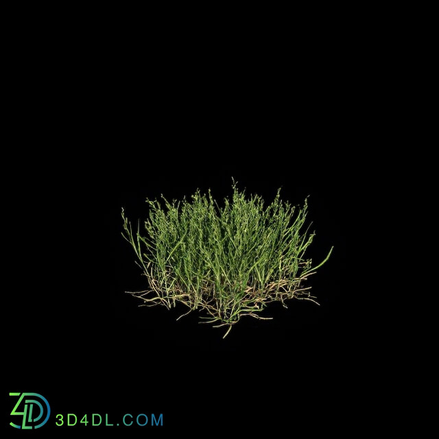 VizPark Real Grass Poa pratensis v8