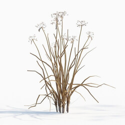Maxtree-Plants Vol43 Allium canadense 01 01 