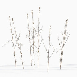 Maxtree-Plants Vol43 Amaranthus cruentus 01 02 