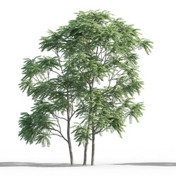 Maxtree-Plants Vol46 Ailanthus altissima 01 01 