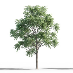 Maxtree-Plants Vol46 Ailanthus altissima 01 02 