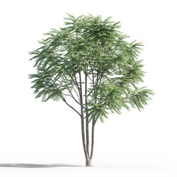 Maxtree-Plants Vol46 Ailanthus altissima 01 03 