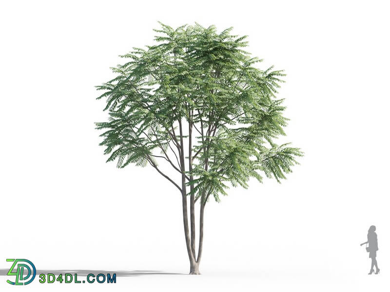 Maxtree-Plants Vol46 Ailanthus altissima 01 03