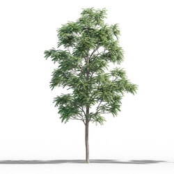 Maxtree-Plants Vol46 Ailanthus altissima 01 04 