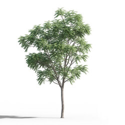 Maxtree-Plants Vol46 Ailanthus altissima 01 06 