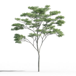 Maxtree-Plants Vol46 Albizia falcataria 01 03 