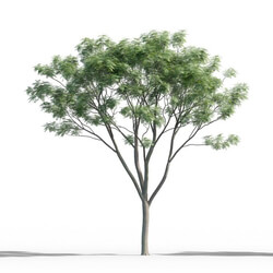 Maxtree-Plants Vol46 Jacaranda mimosifolia 01 03 