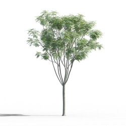 Maxtree-Plants Vol46 Jacaranda mimosifolia 01 06 