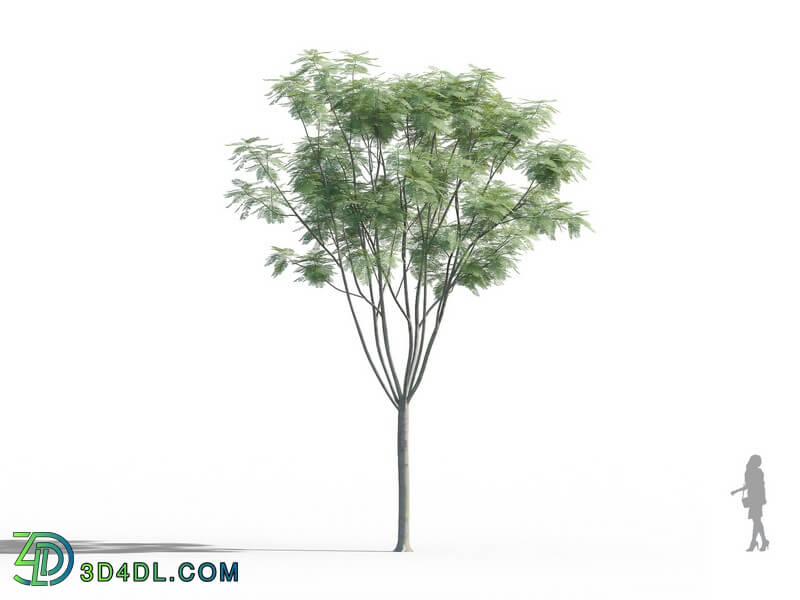 Maxtree-Plants Vol46 Jacaranda mimosifolia 01 06