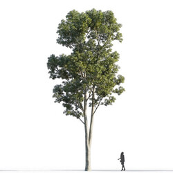 Maxtree-Plants Vol47 Eucalyptus robusta 01 02 