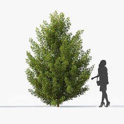 Maxtree-Plants Vol49 Acer monspessulanum 01 02 