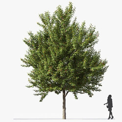 Maxtree-Plants Vol49 Acer negundo 01 03 