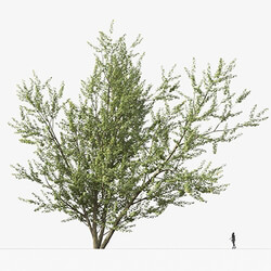 Maxtree-Plants Vol49 Acer saccharinum 01 06 