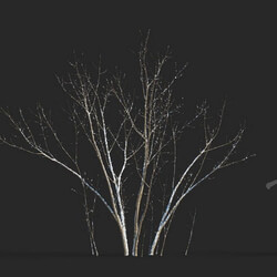 Maxtree-Plants Vol50 Acer negundo 01 04 