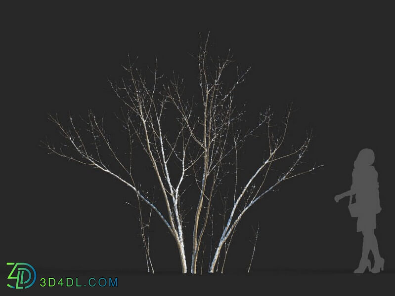 Maxtree-Plants Vol50 Acer negundo 01 04