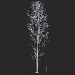 Maxtree-Plants Vol50 Metasequoia glyptostroboides 01 01 