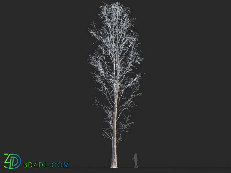 Maxtree-Plants Vol50 Metasequoia glyptostroboides 01 01