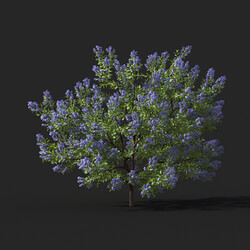 Maxtree-Plants Vol51 Californian lilac 01 01 