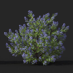 Maxtree-Plants Vol51 Californian lilac 01 02 