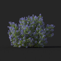 Maxtree-Plants Vol51 Californian lilac 01 04 
