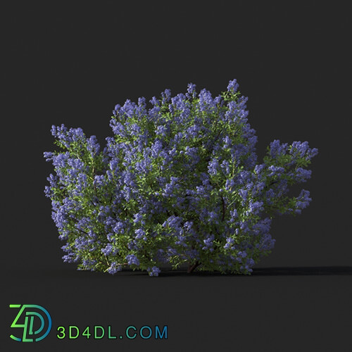 Maxtree-Plants Vol51 Californian lilac 01 04