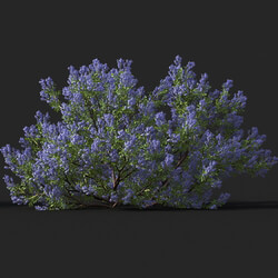 Maxtree-Plants Vol51 Californian lilac 01 05 